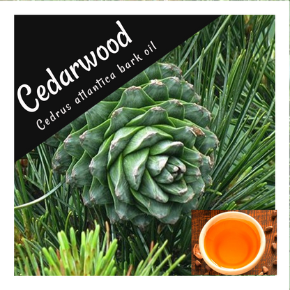 Cedarwood Essential Oil