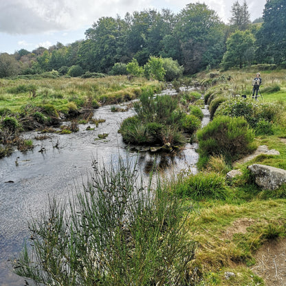 Woodland Calm