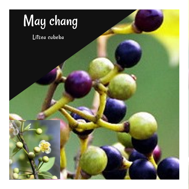 May Chang Essential Oil